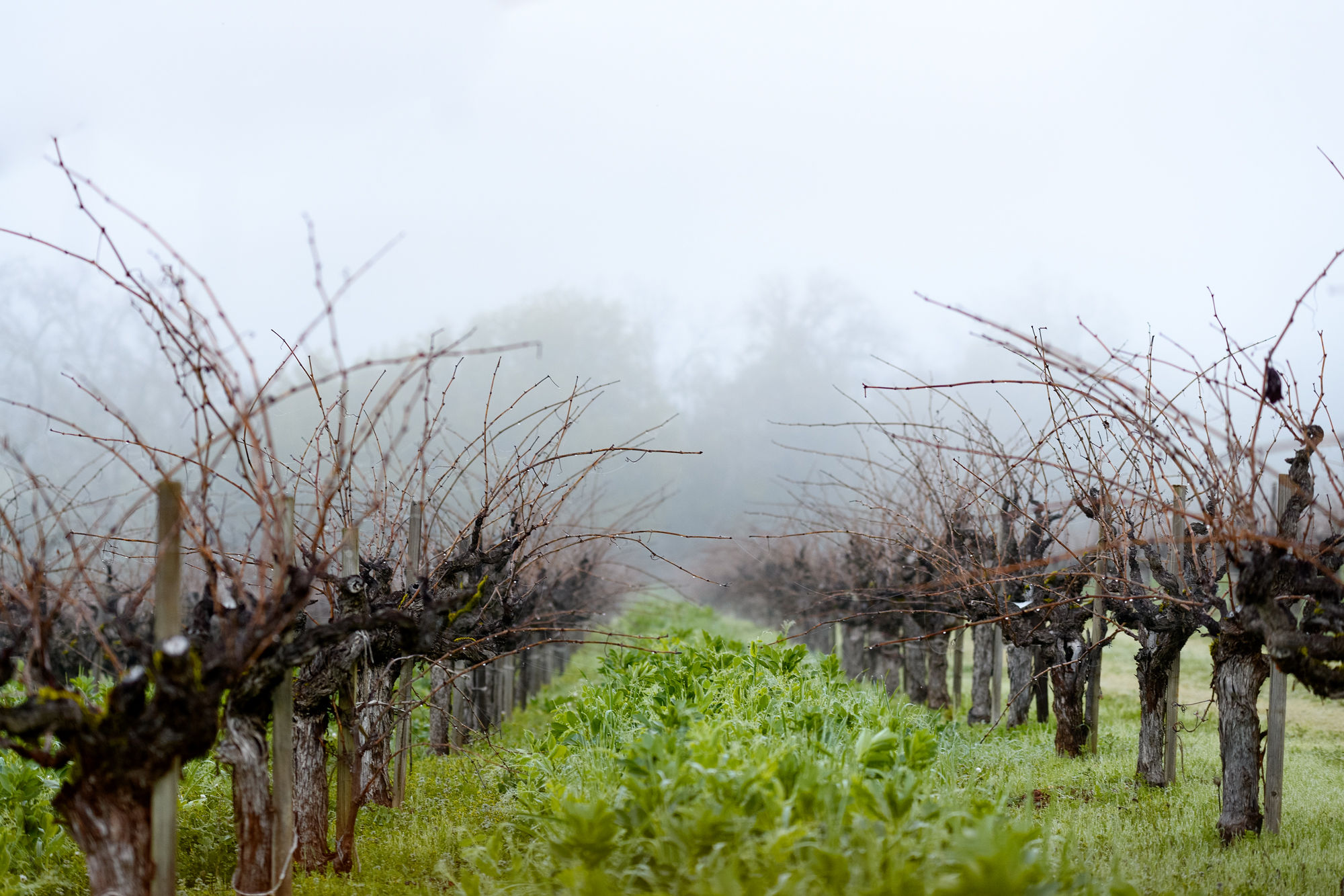 Vineyard in fog. Old vines.