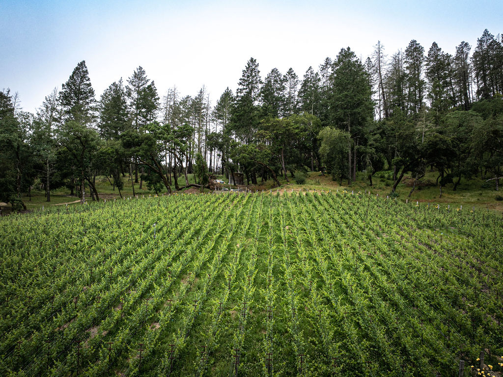 green vineyard